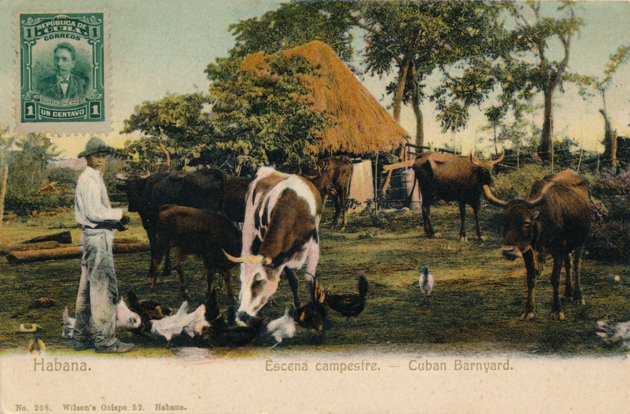 Havana. Country Scene - Cuban Barnyard, c1910 af Unbekannt