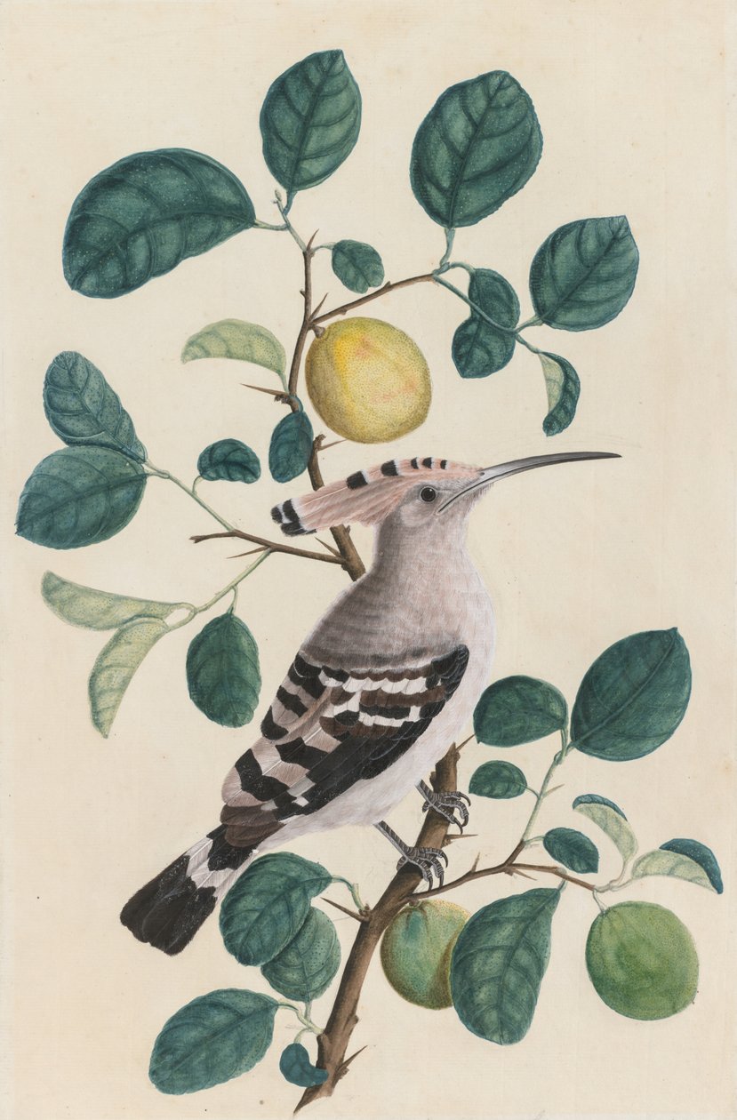 Hoopoe on a Citrus Tree Green, ca. 1800. af Unbekannt
