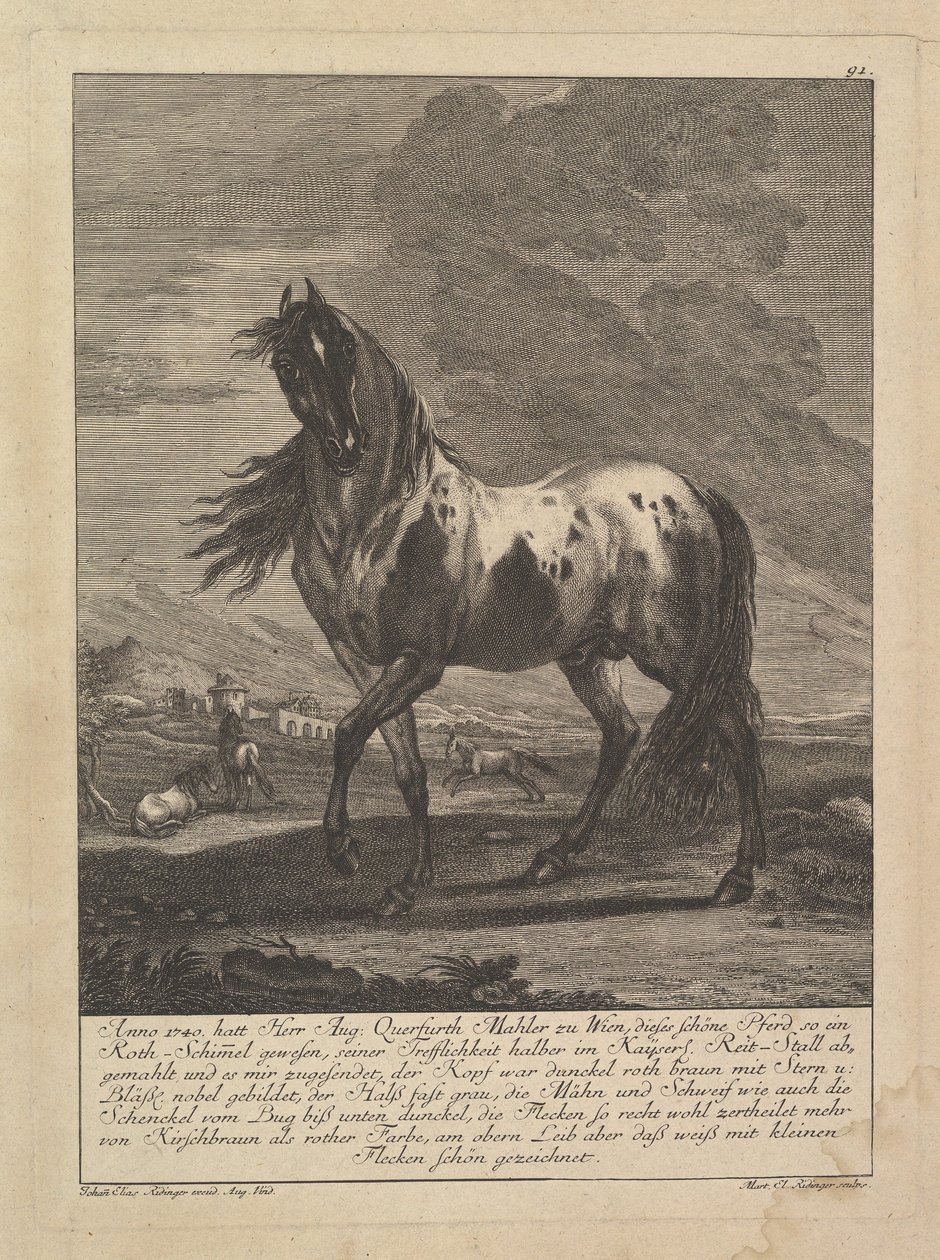 Hest, 1700-tallet. af Unbekannt