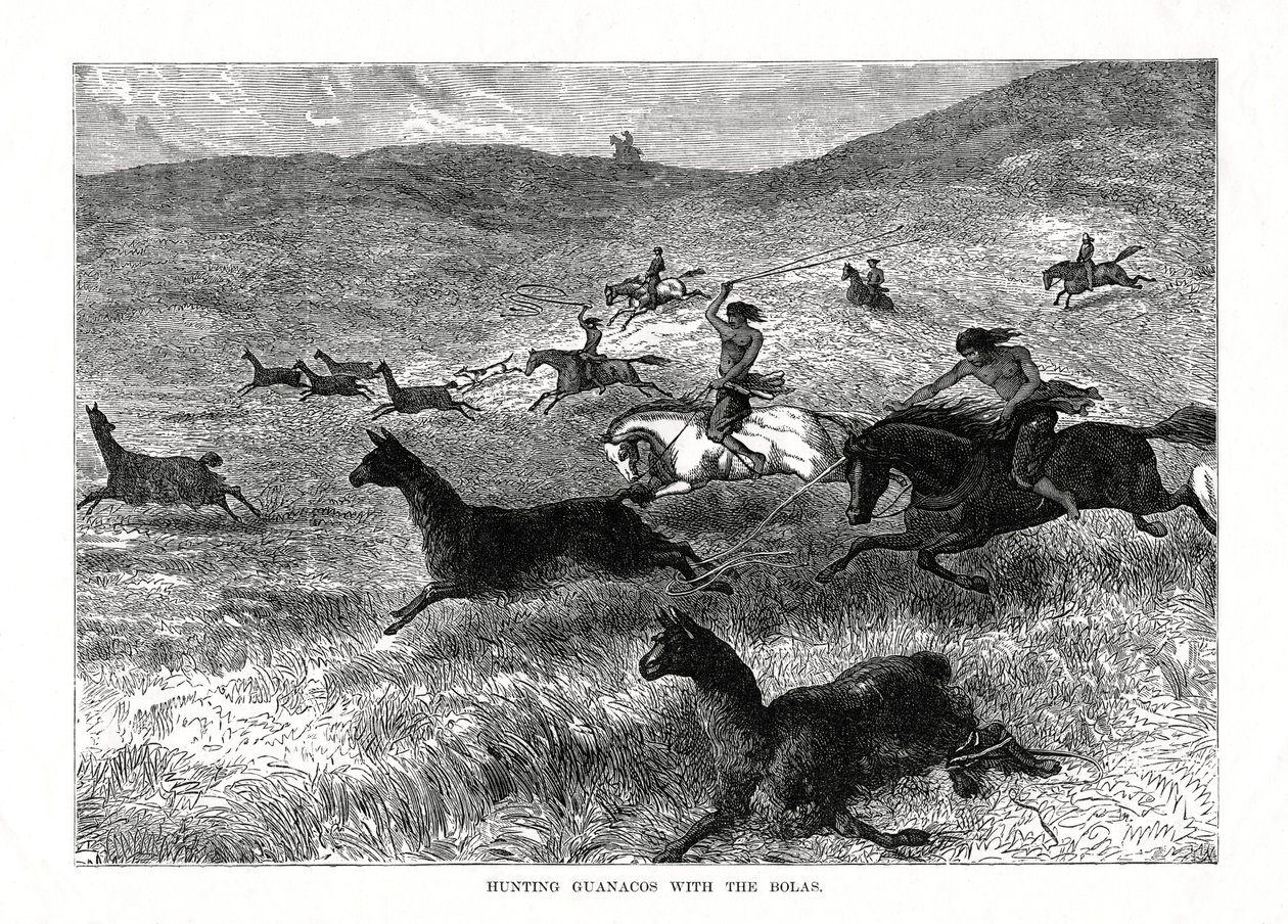Jagt Guanacos med Bolas, Sydamerika, 1877 af Unbekannt