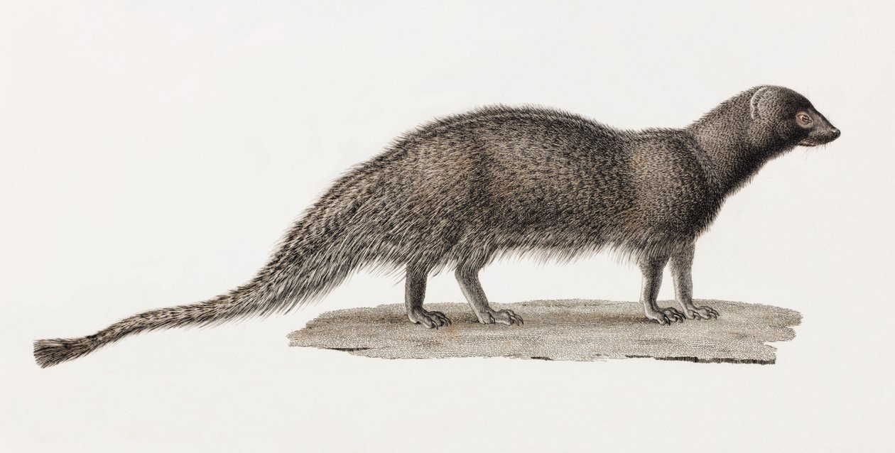 Ichneumon Mongoose af Unbekannt