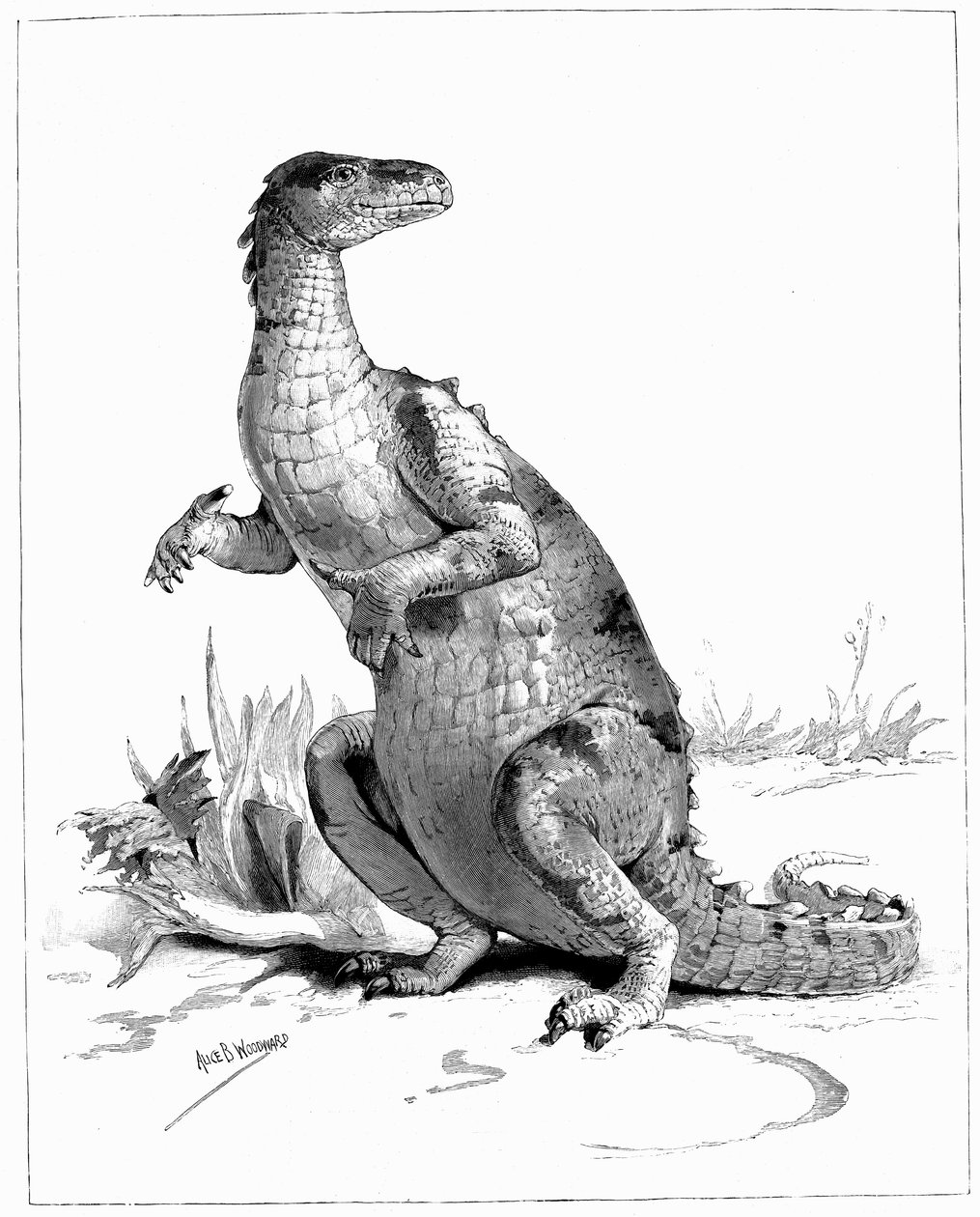 Iguanodon, 1895 af Unbekannt