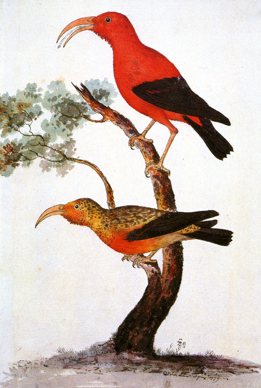 Illustration/Iiwi/Iwi/Scarlet honeycreeper/Scarlet hawaiiansk honningcreeper af Unbekannt