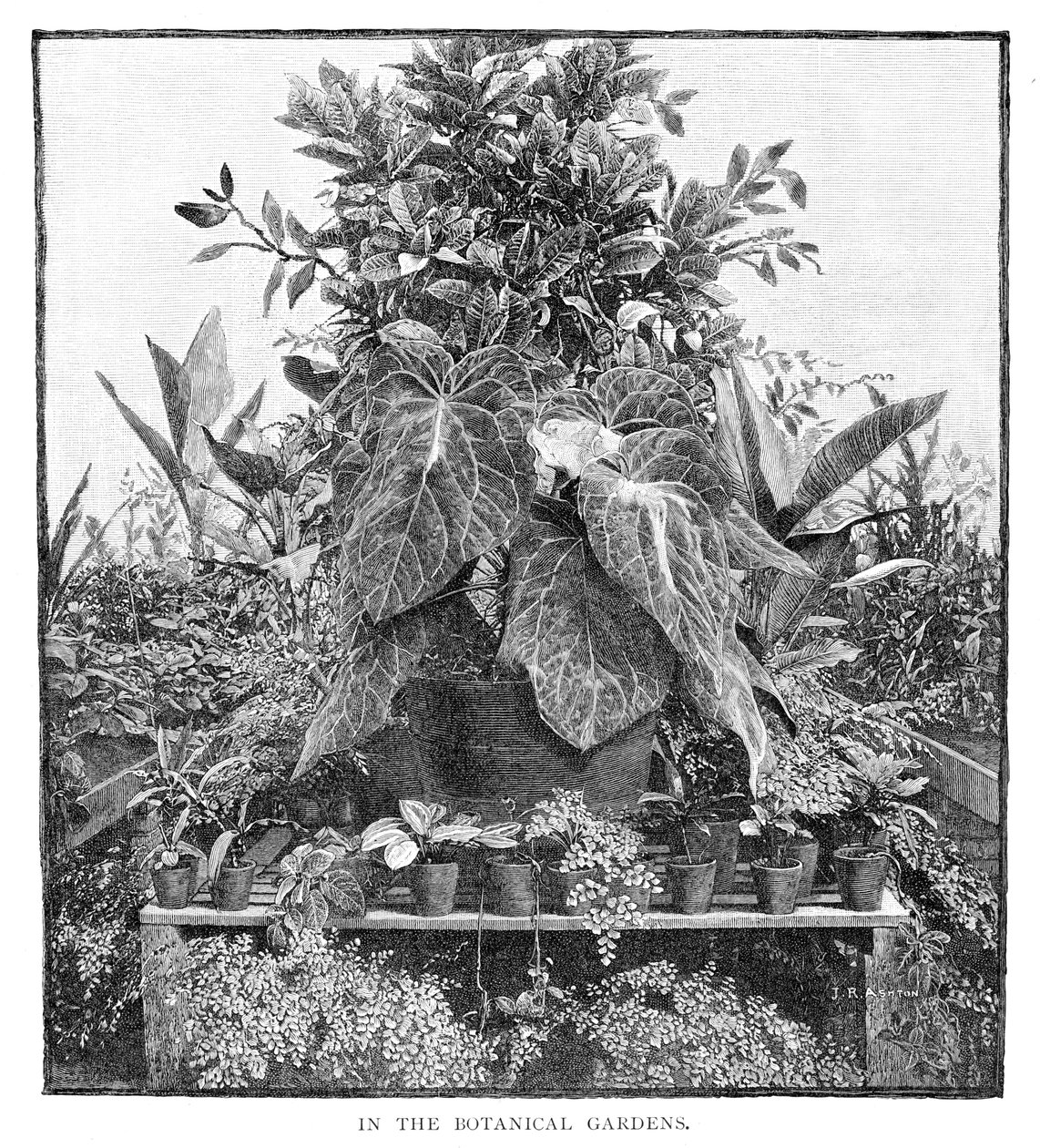 I den botaniske have, 1886 af Unbekannt