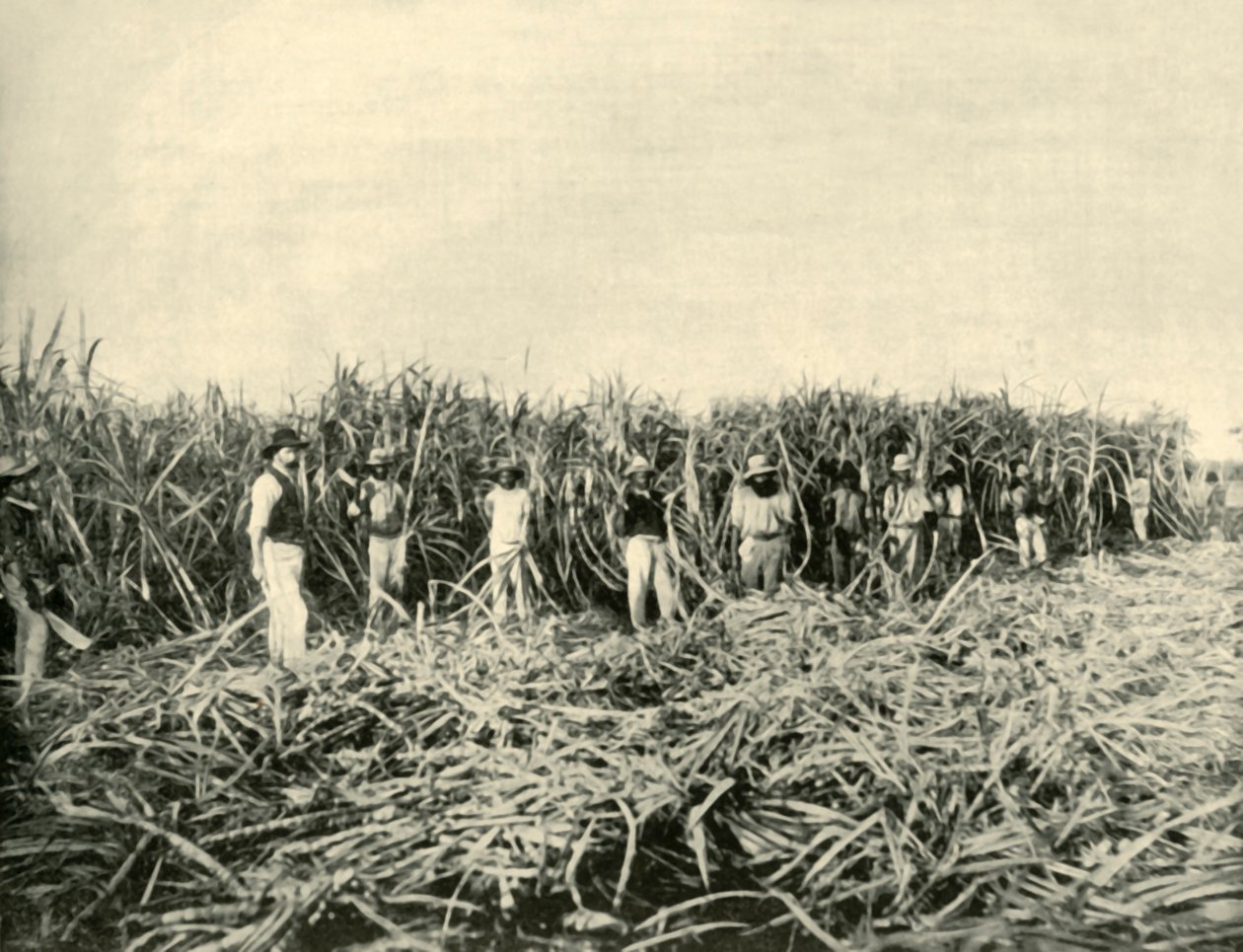 I en sukkerplantage i Queensland, 1901. af Unbekannt