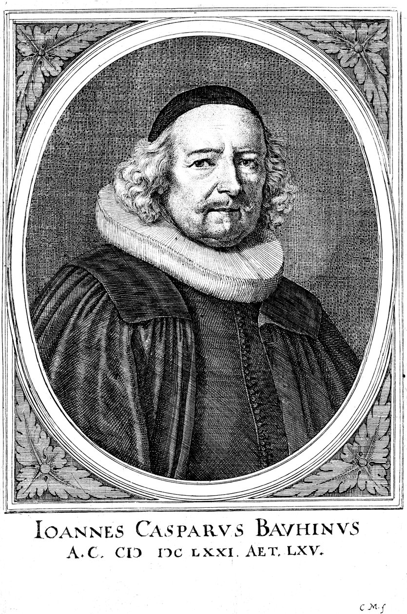 Jean Caspar Bauhin 1606-1659, schweizisk læge og botaniker af Unbekannt