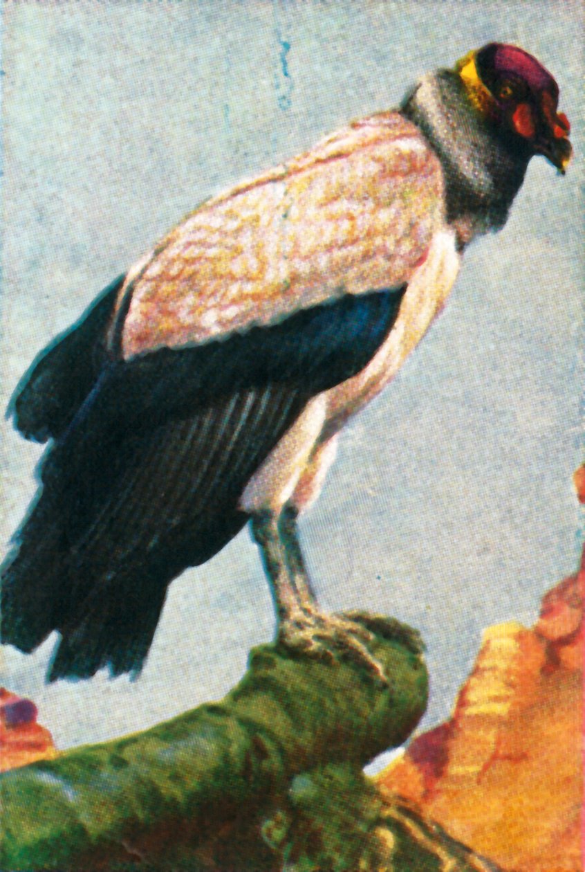 Kongegrib, c1928. af Unbekannt