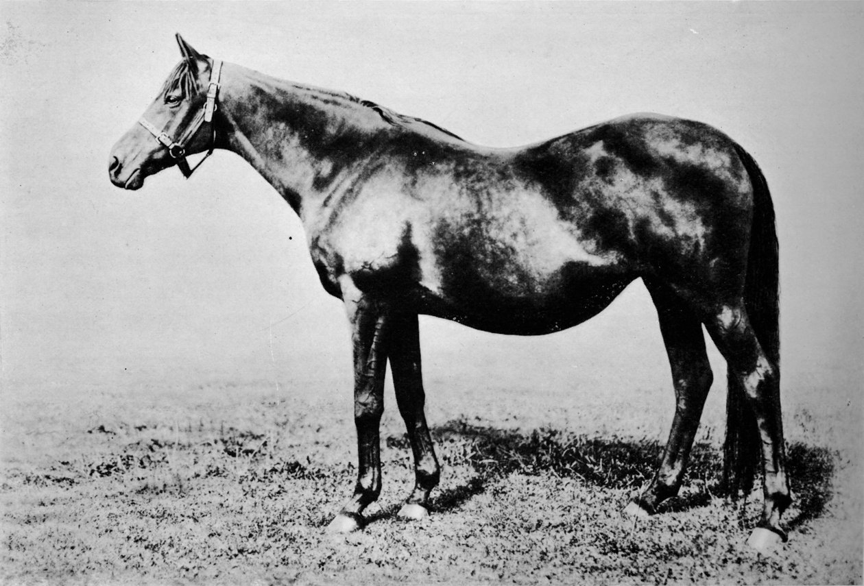 La Fleche, 1889-1911, 1911 af Unbekannt