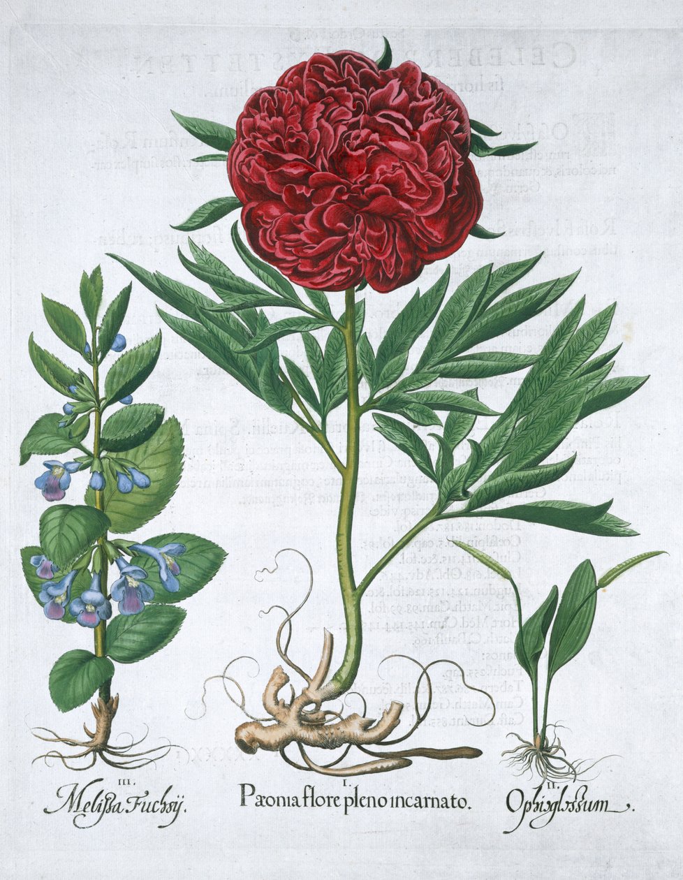 Citronmelisse, pæon og hugormebregne, 1613 af Unbekannt
