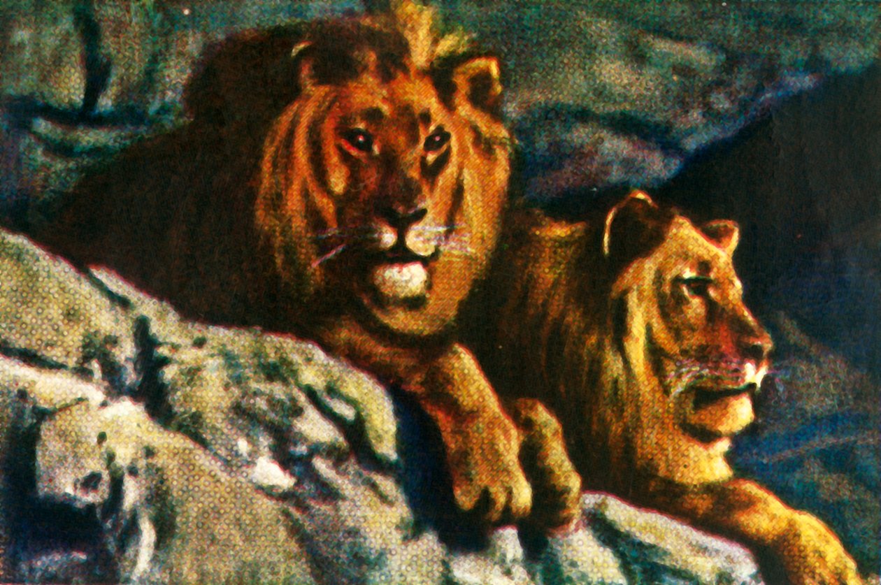 Løver, c1928. af Unbekannt