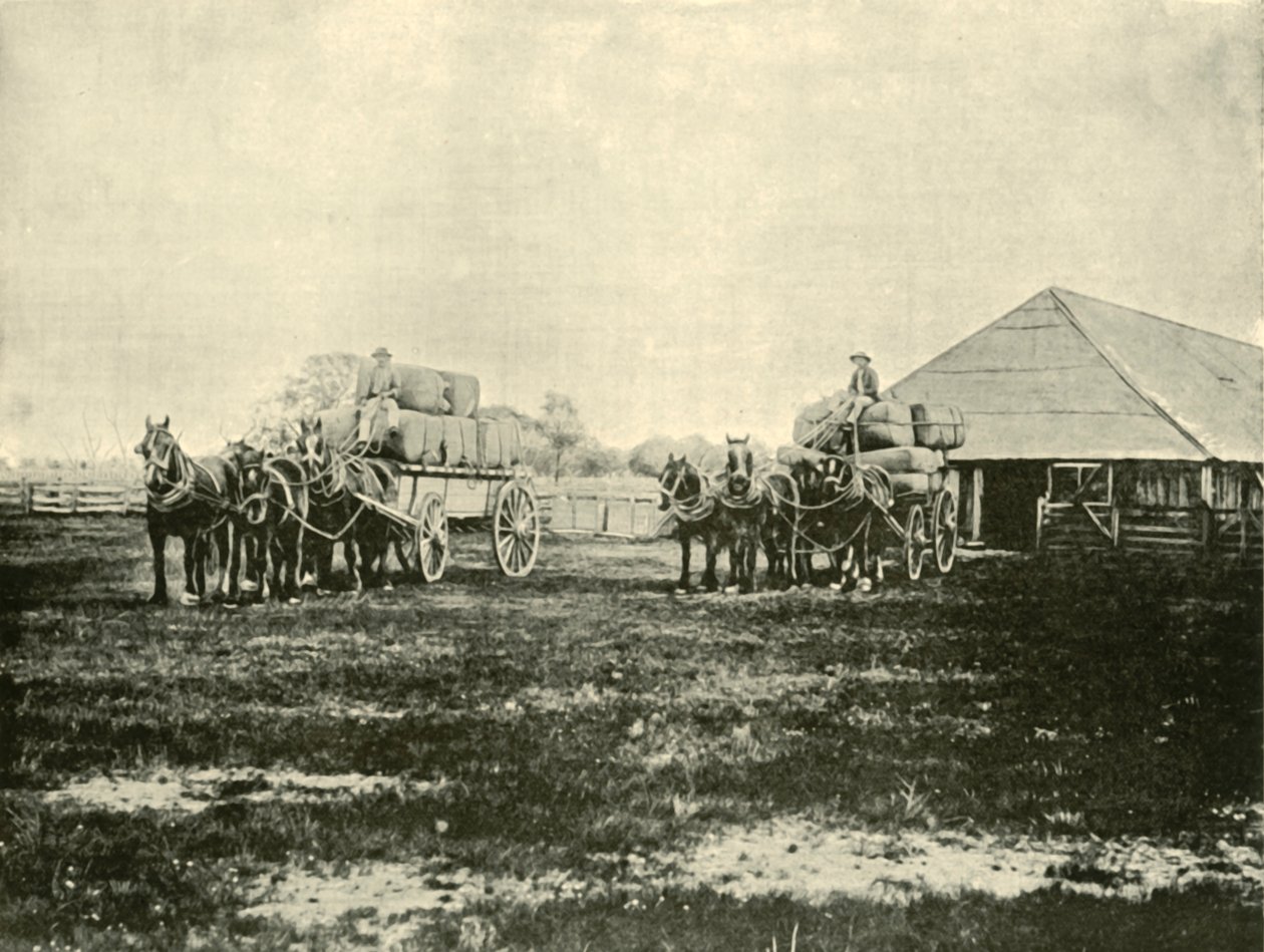 Loading Wool, Warrawooh Station, Wimmera, 1901. af Unbekannt