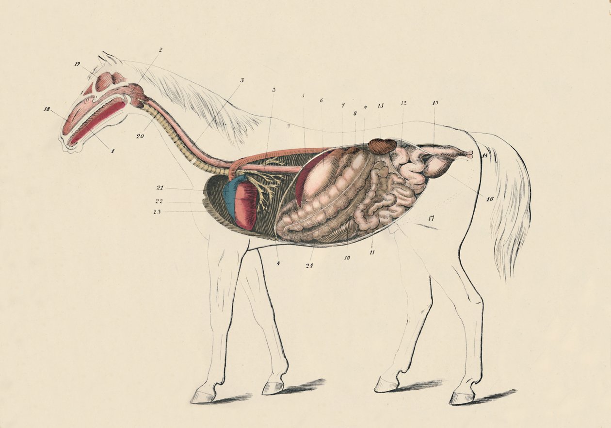 Hestens længdesnit, c1879. af Unbekannt