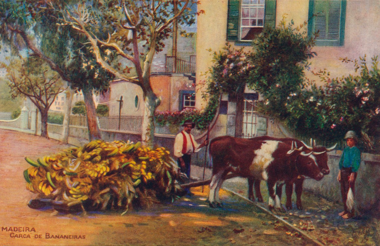 Træ - bananskrog, c1940 af Unbekannt