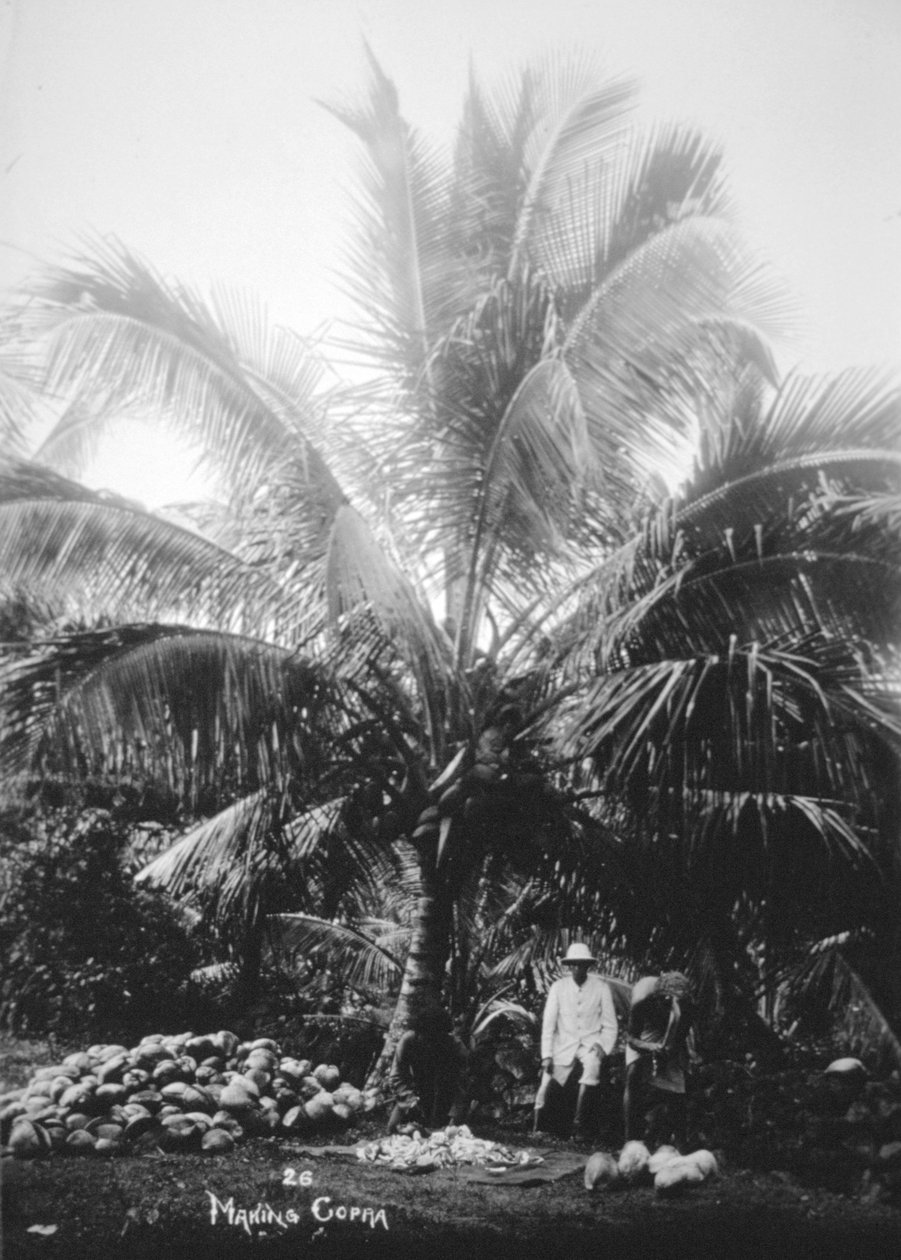 Fremstilling af kopra, Salomonøerne, Fiji, 1905 af Unbekannt
