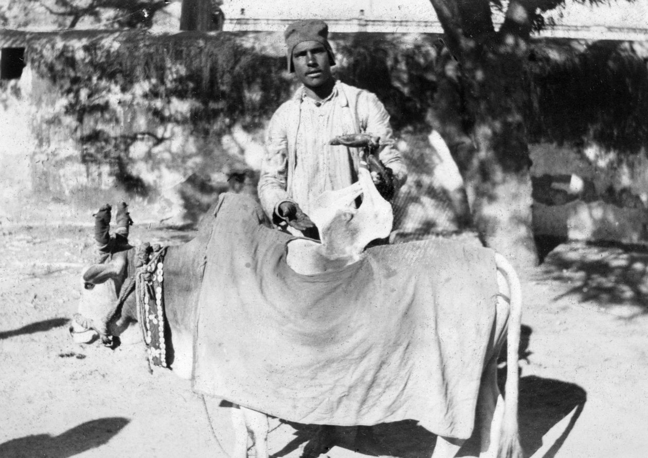Mand med en deformeret ko, Indien, 1916-1917 af Unbekannt