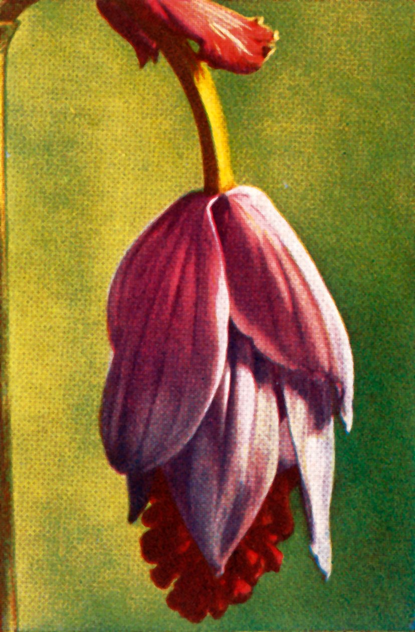 Medinilla, c1928. af Unbekannt