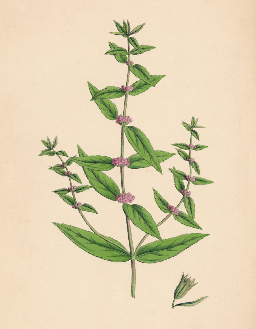 Mentha gracilis, var. ægte. Slank mynte, 1800-tallet af Unbekannt