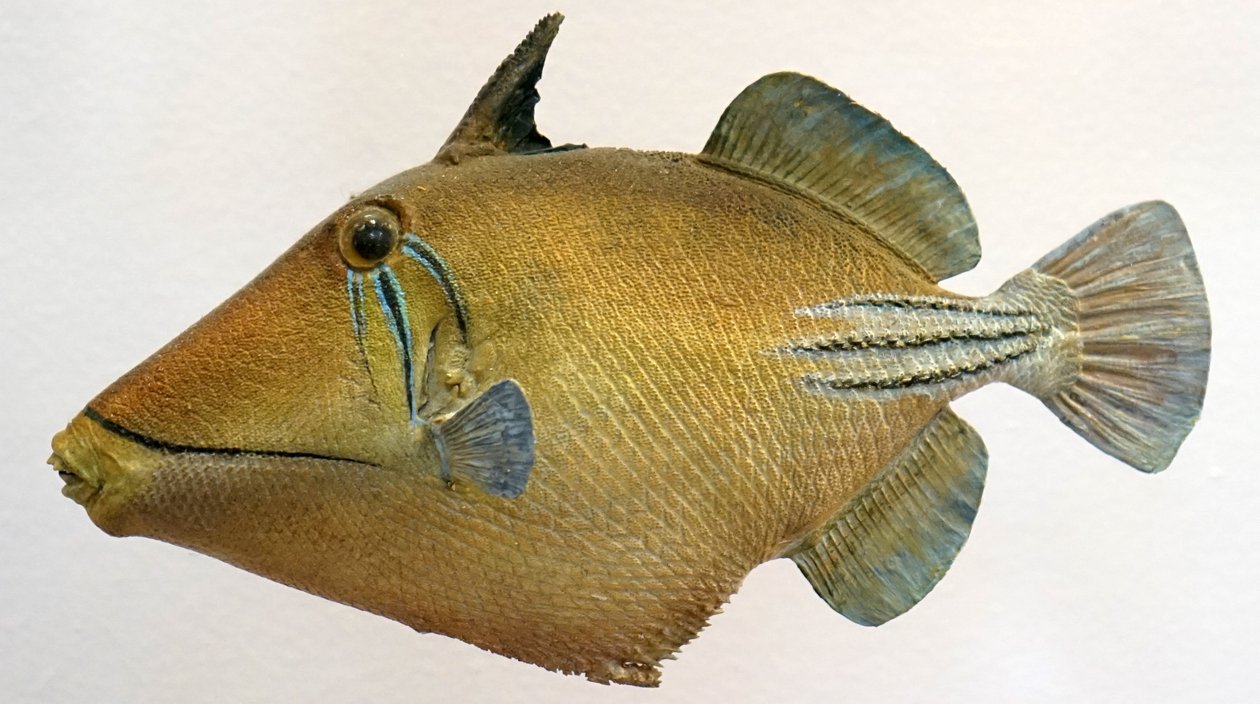 Model af en lagune-triggerfish, 2000 af Unbekannt