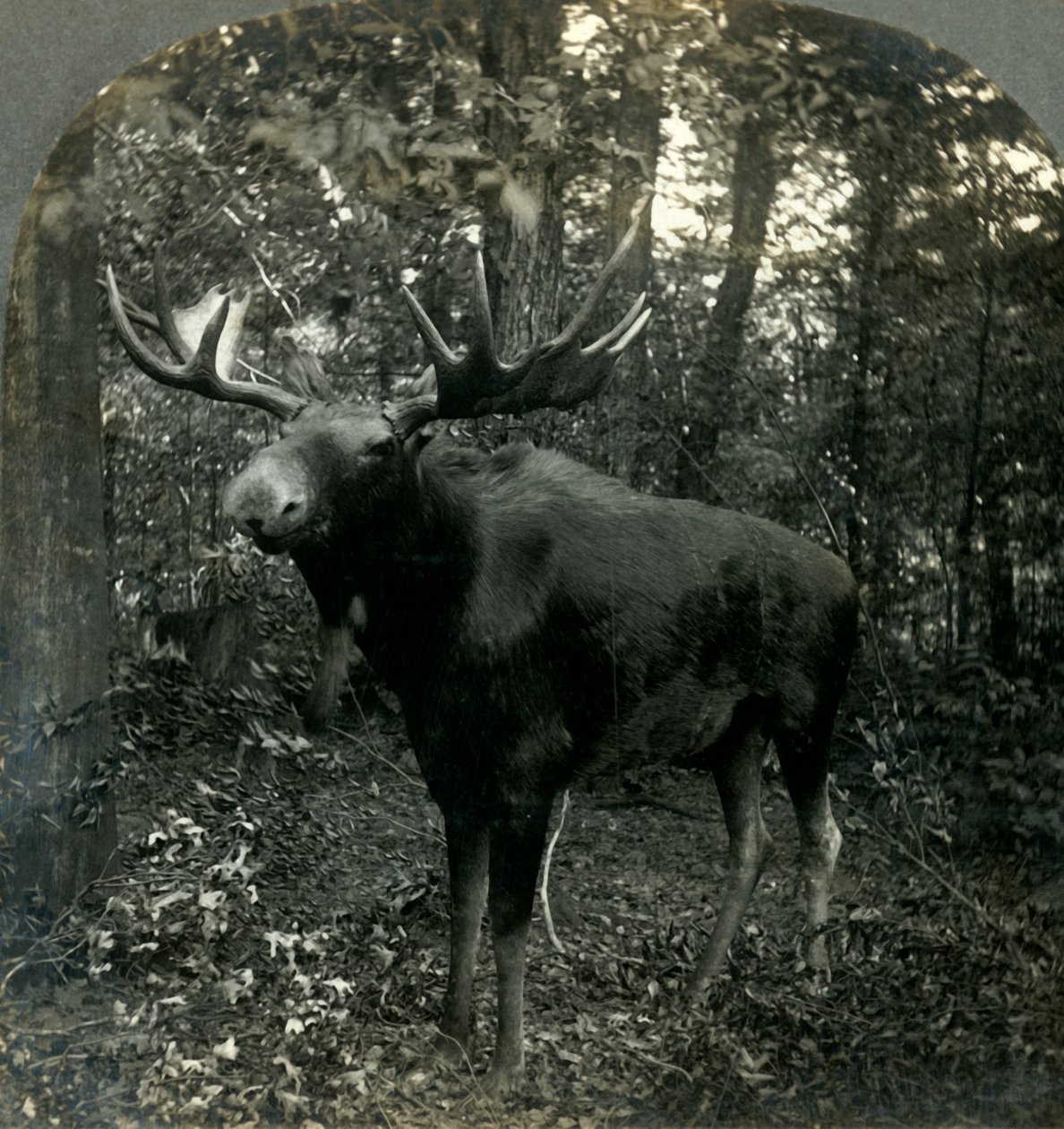 Monarch of All I Survey, 1899. af Unbekannt