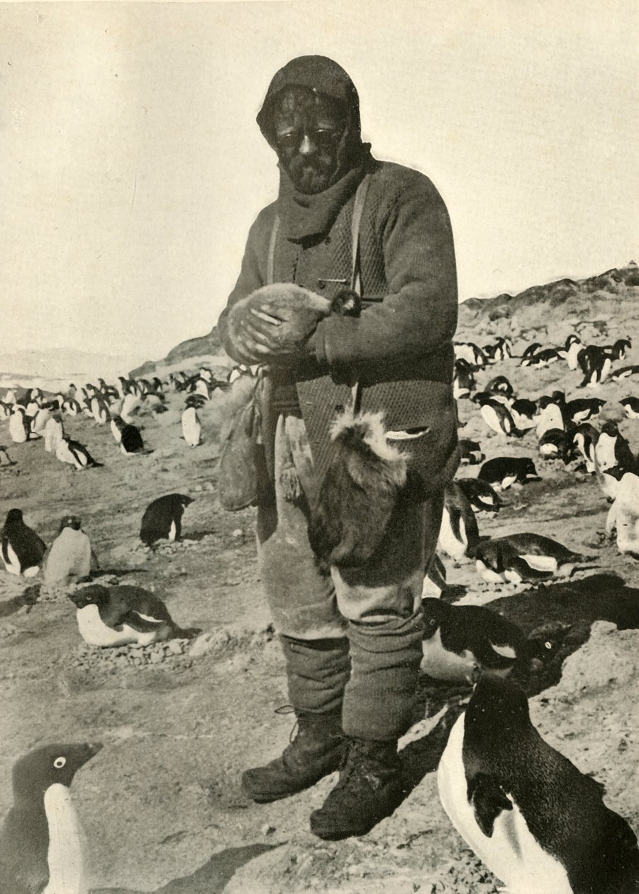 Murray Holding Young Penguins, c1908, 1909. af Unbekannt