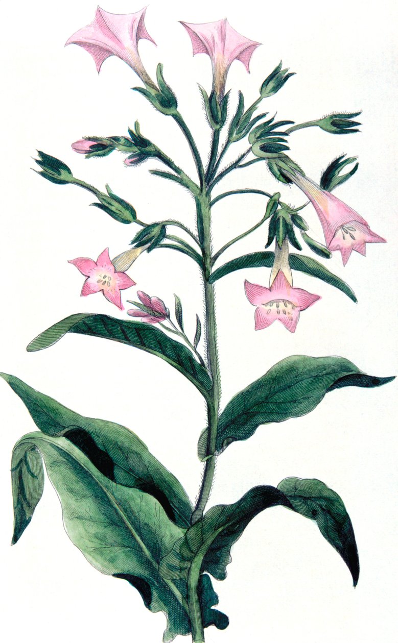 Nicotiana tabacum - tobaksplante, 1823 af Unbekannt