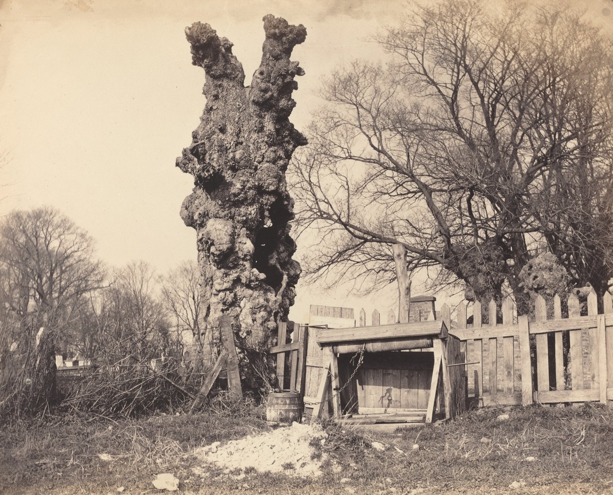 Gammelt træ nær Chatham, 1850