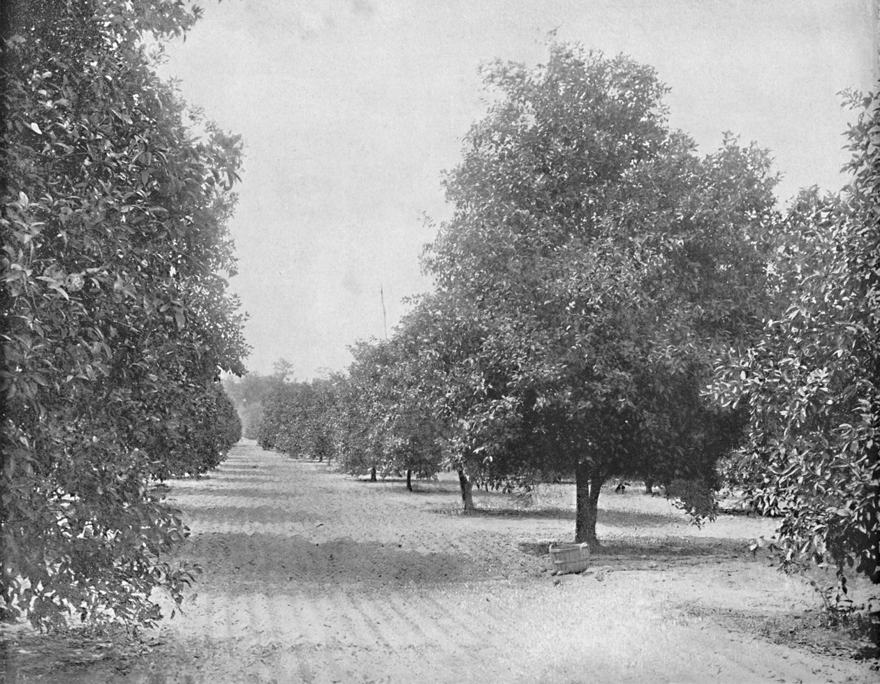 Orange Grove, Sevilla, Florida, c1897. af Unbekannt