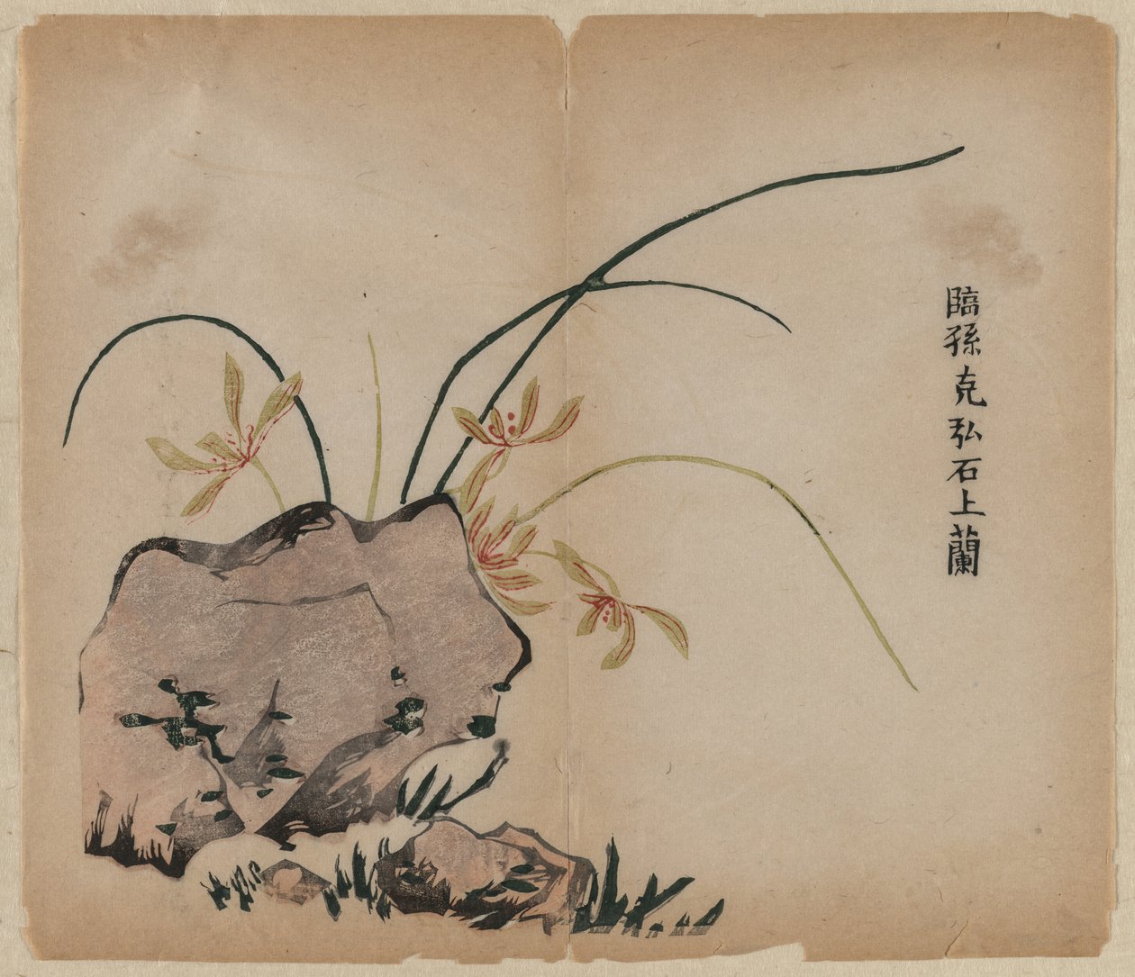 Orchid on Rocks, 1700-tallet. af Unbekannt