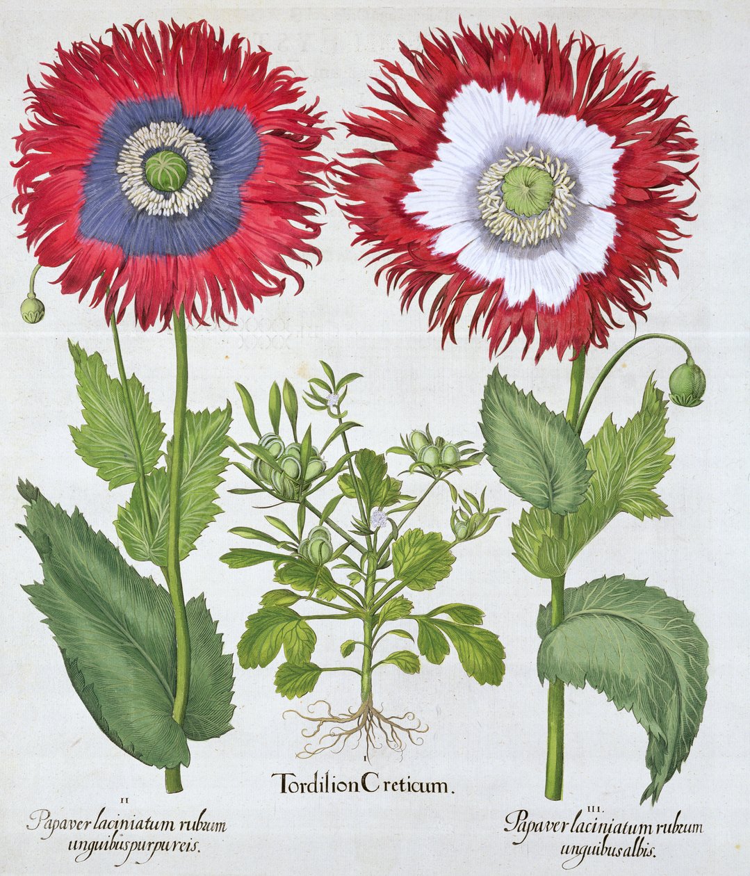 Ornamental valmuer, 1613 af Unbekannt