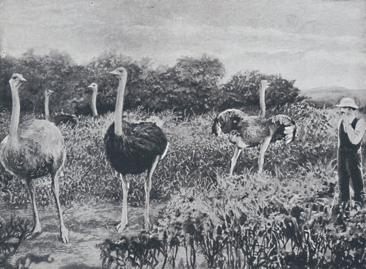 Strudse, 1924 af Unbekannt