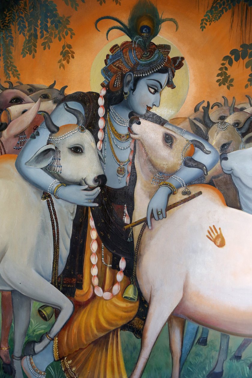 Maleri, der viser den hinduistiske gud Krishna, der krammer køer. Indien af Unbekannt