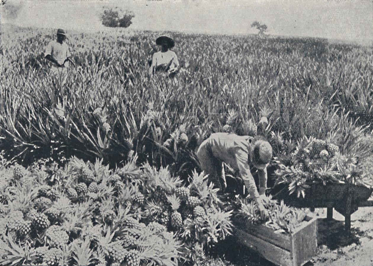 Pine-Apple Field, Queensland, 1923. af Unbekannt
