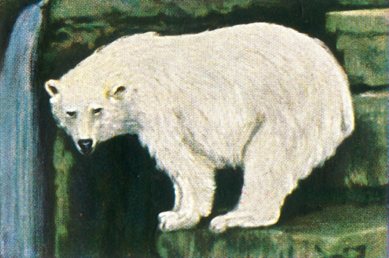 Isbjørn fra Svalbard, c1928. af Unbekannt
