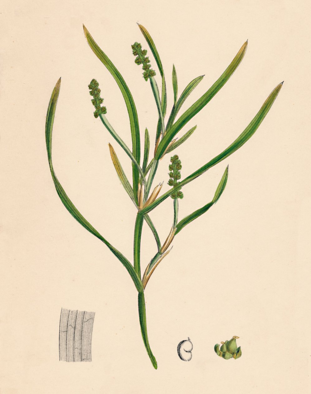 Potamogeton zosterifolius. Pondweed, 19. århundrede af Unbekannt