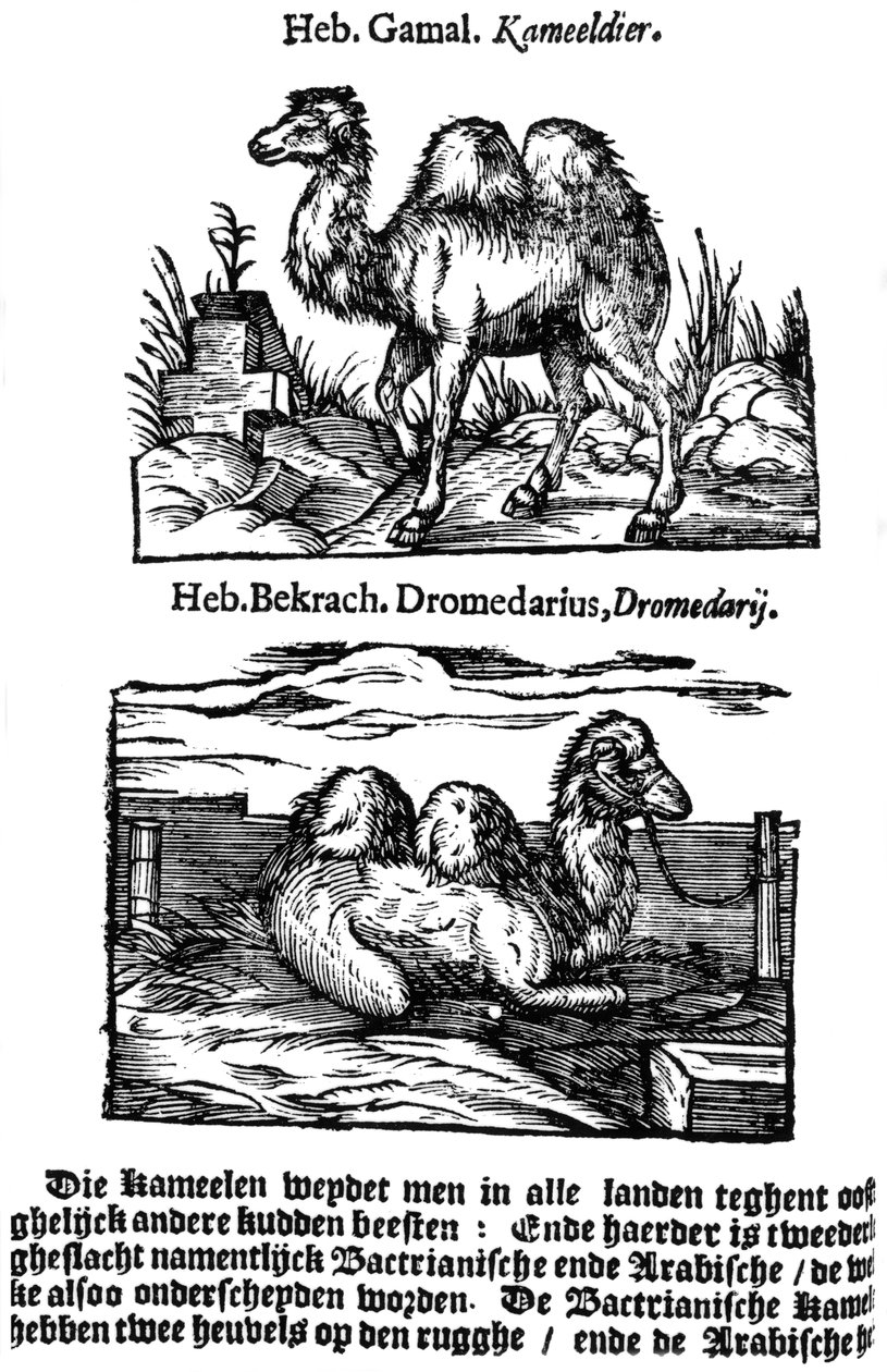 Pre-binomial classification of species, 1644 af Unbekannt
