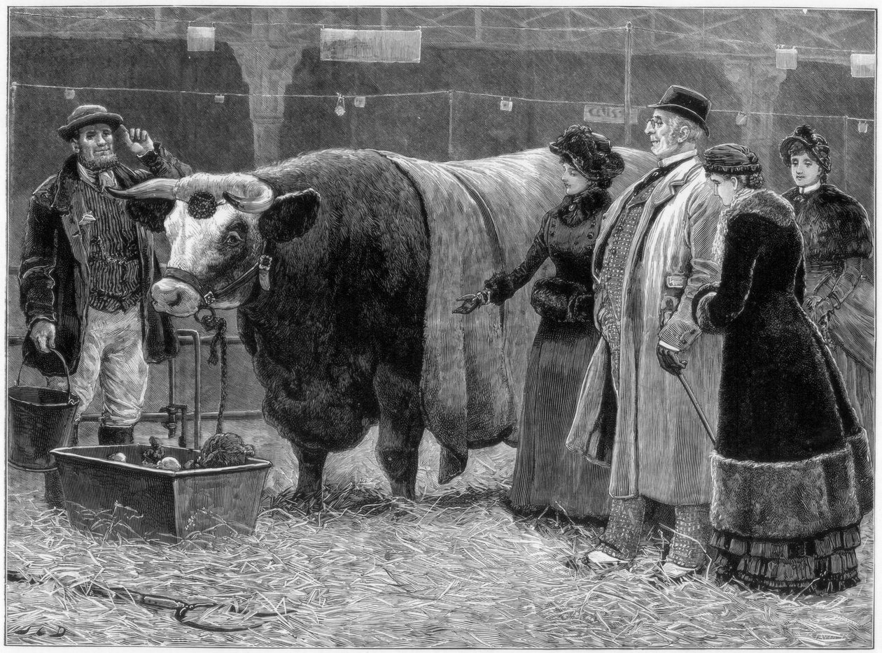 Præmietyr, 1883 af Unbekannt