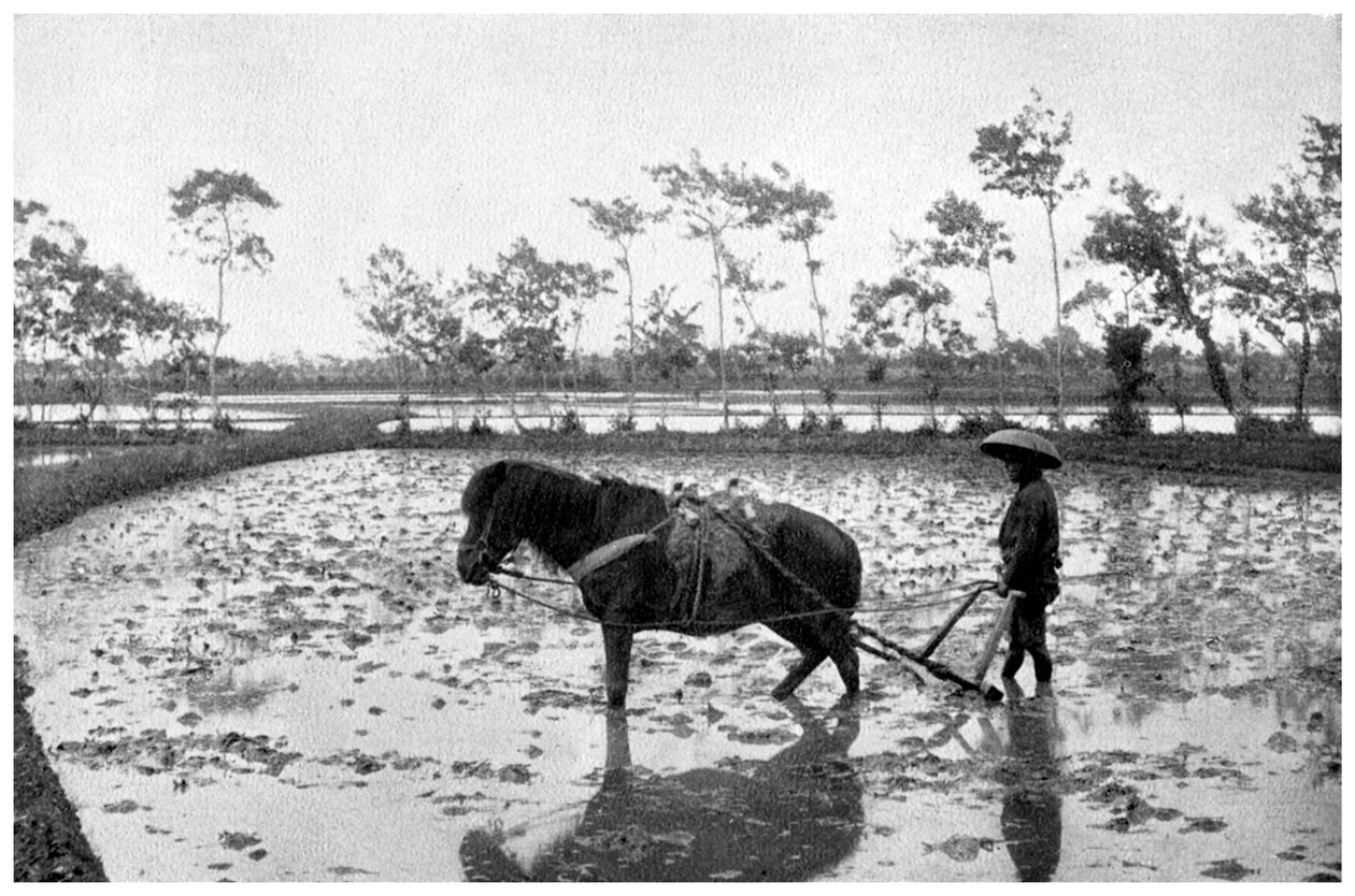 Raking a rismark, Japan, 1904 af Unbekannt