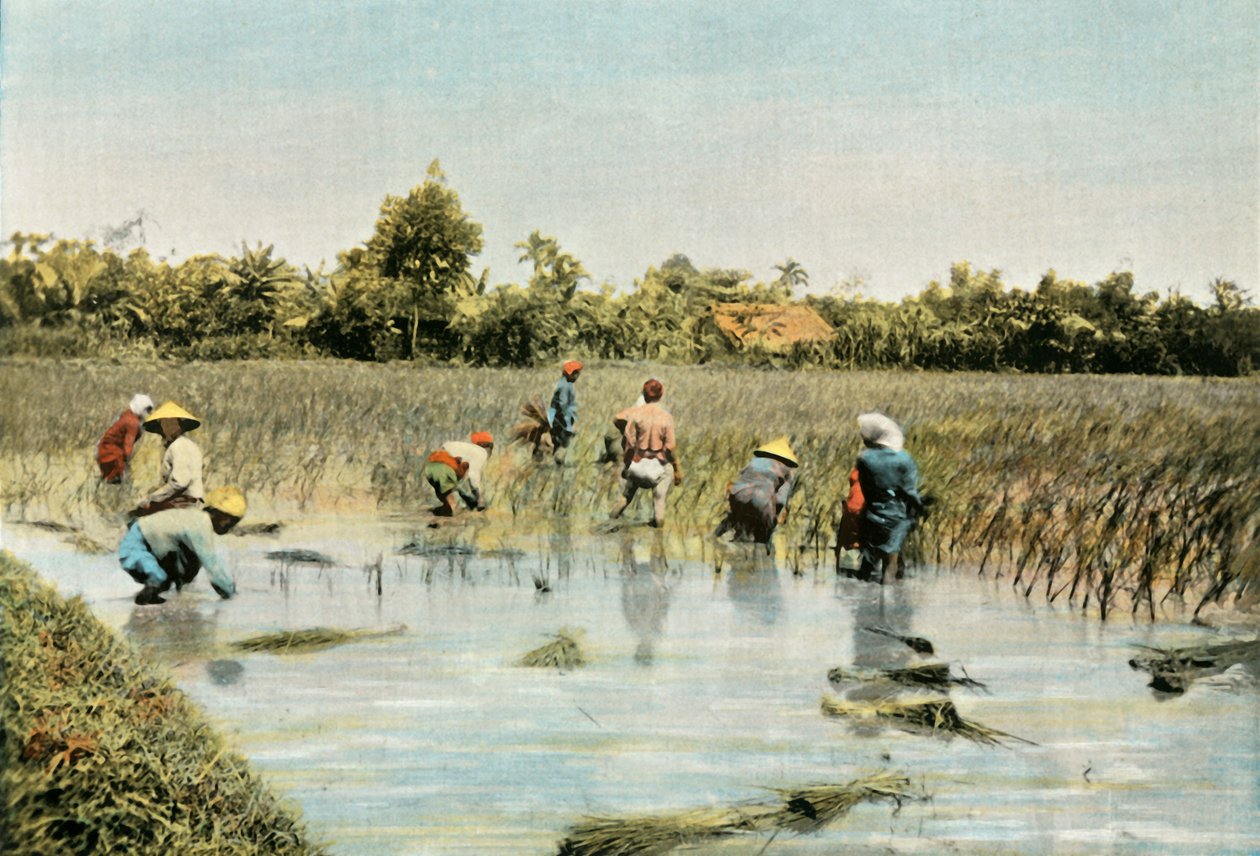 Høst ris, 1900. af Unbekannt