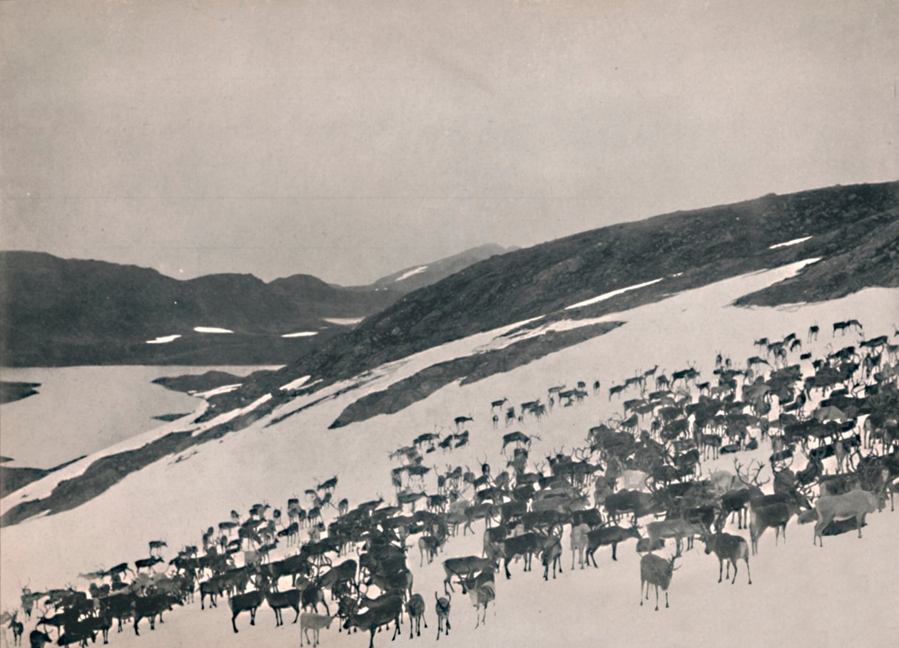 Rensdyr på bjergene, 1914. af Unbekannt
