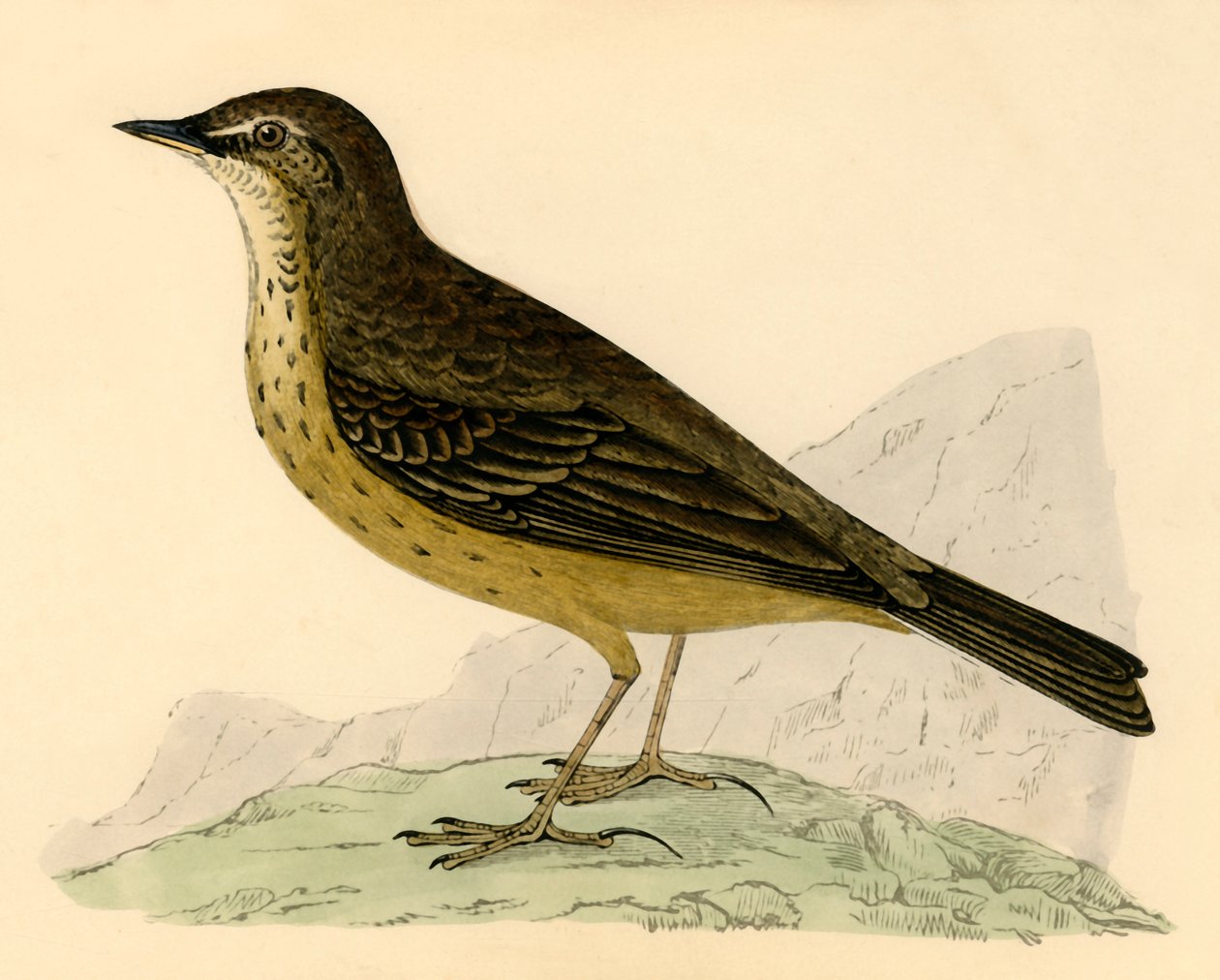 Rock Pipit, slutningen af det 19. århundrede. af Unbekannt