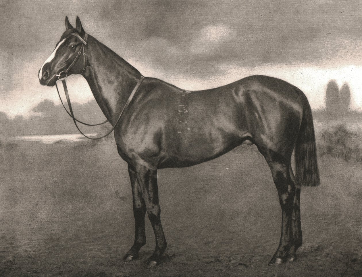 Ross, 1911. af Unbekannt