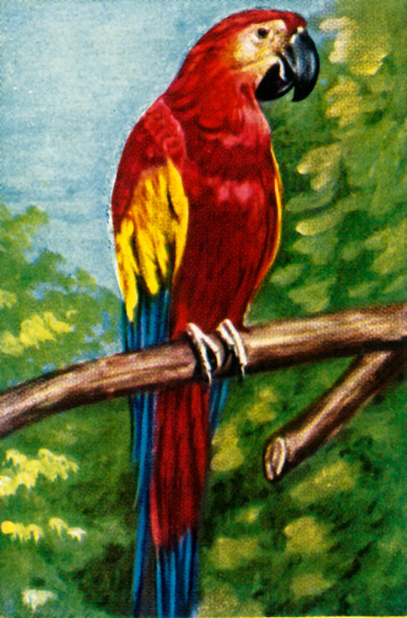 Scarlet ara, c1928. af Unbekannt