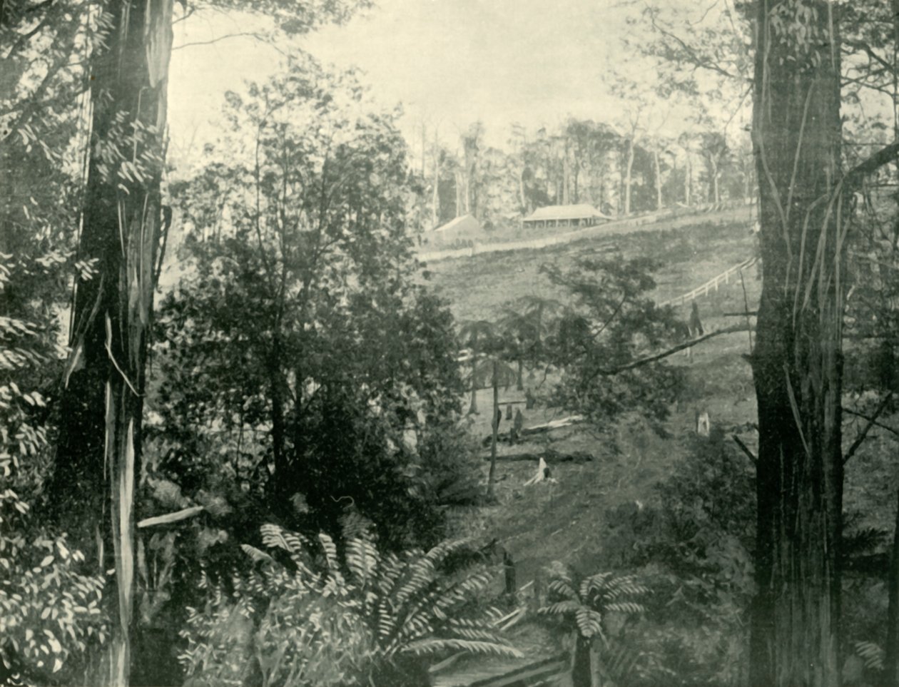 Scene ved Upper Gembrook, Victoria, 1901. af Unbekannt