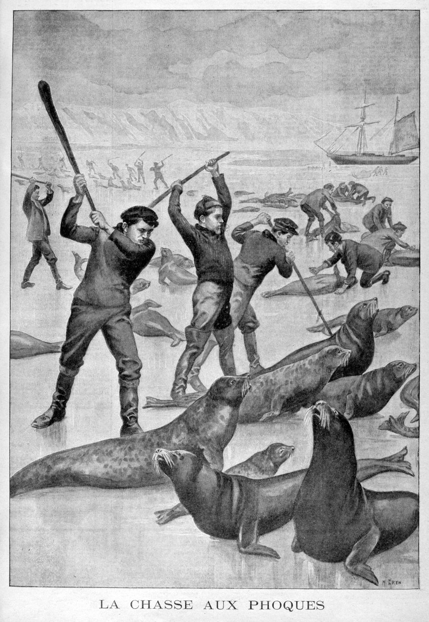 Sæljagt, Newfoundland, 1902 af Unbekannt