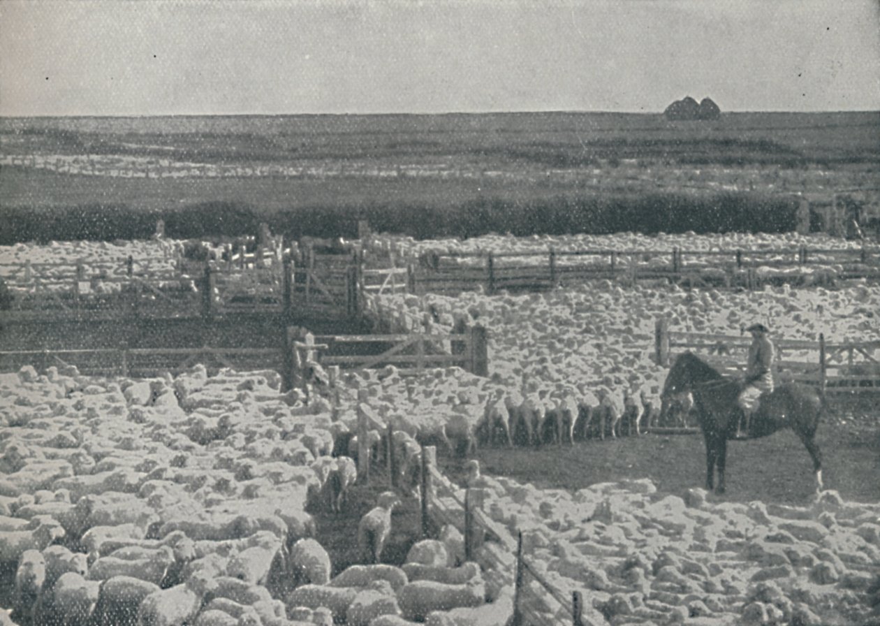 Fårefolde i Australien, 1910 af Unbekannt