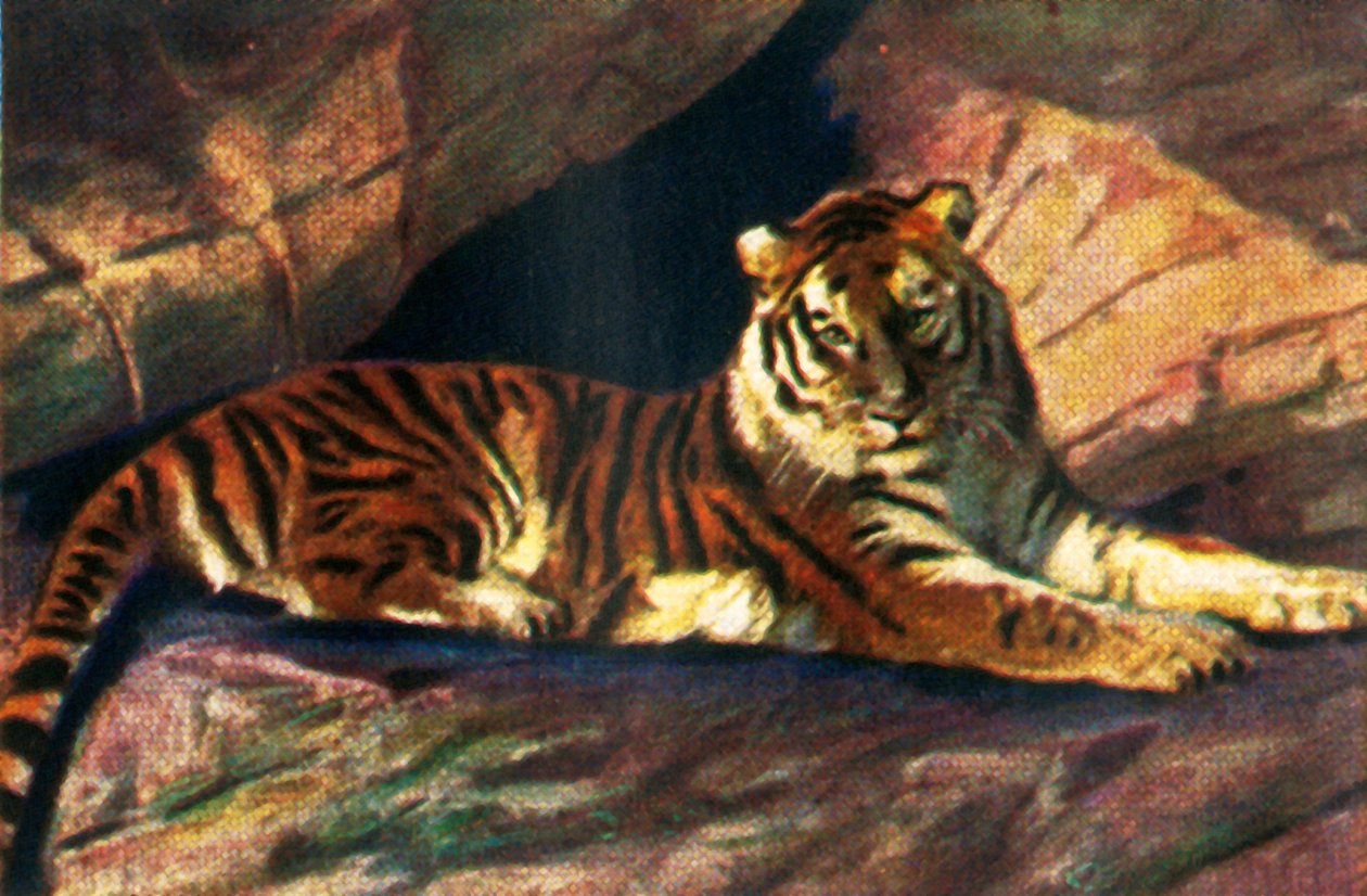Sibirisk tiger, c1928. af Unbekannt