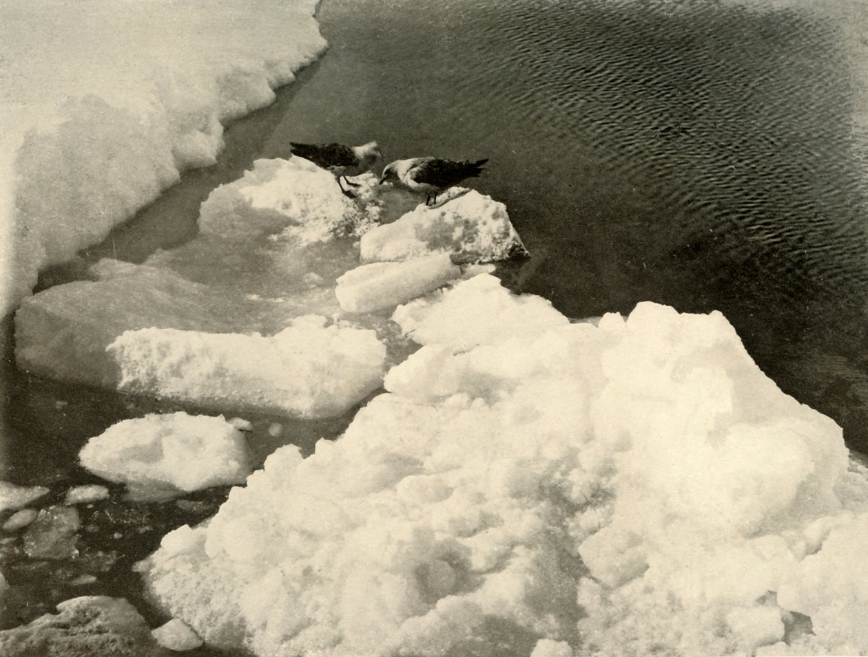Skua måger ved iskanten, c1908, 1909. af Unbekannt