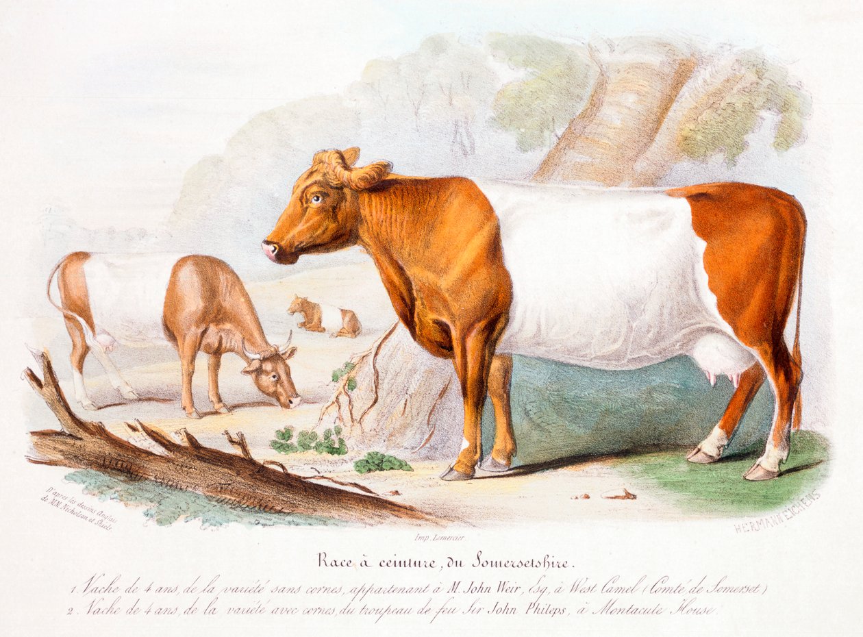 Somerset køer, 1842 af Unbekannt