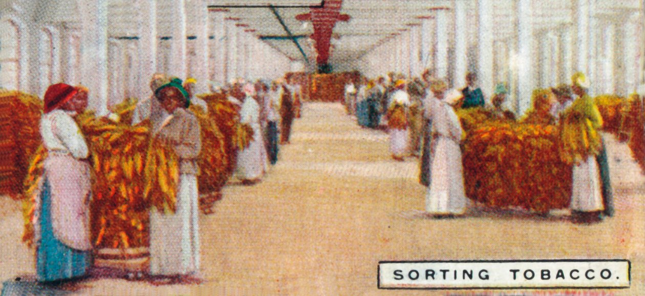 Sortering af tobak, 1926 af Unbekannt
