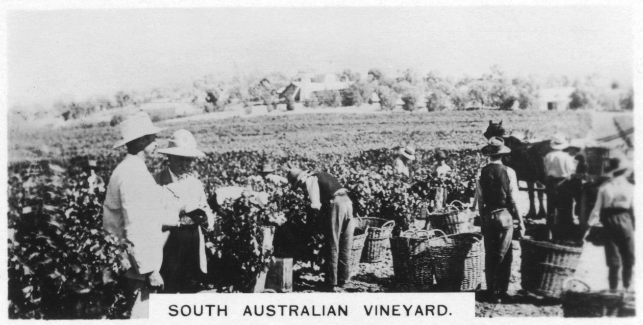 Sydaustralsk vingård, 1928 af Unbekannt